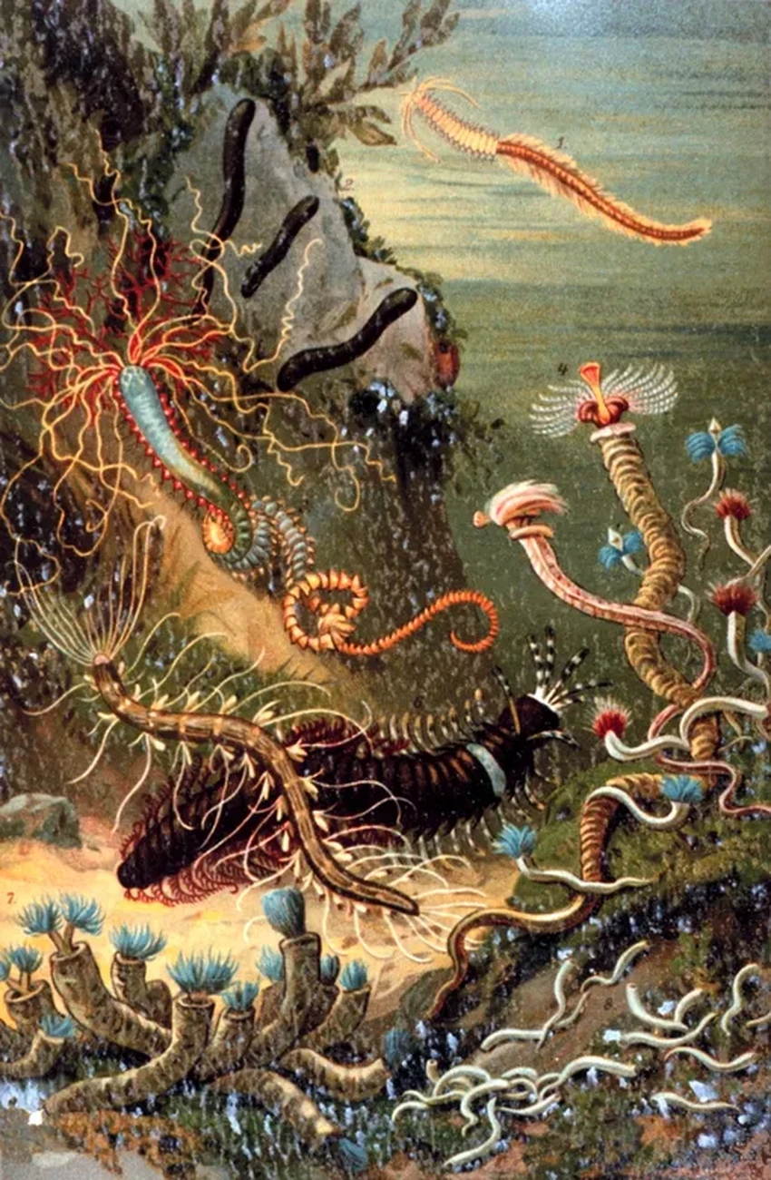 Даже морские черви — личности: как индивидуальность помогает виду выживать