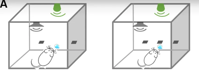 Математические способности: оказалось, считают не только люди
