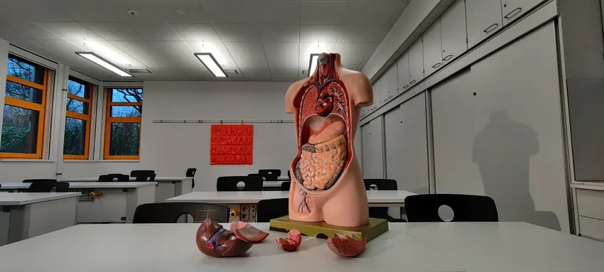 Новая печень из лимфоузла: в США начались испытания революционной терапии