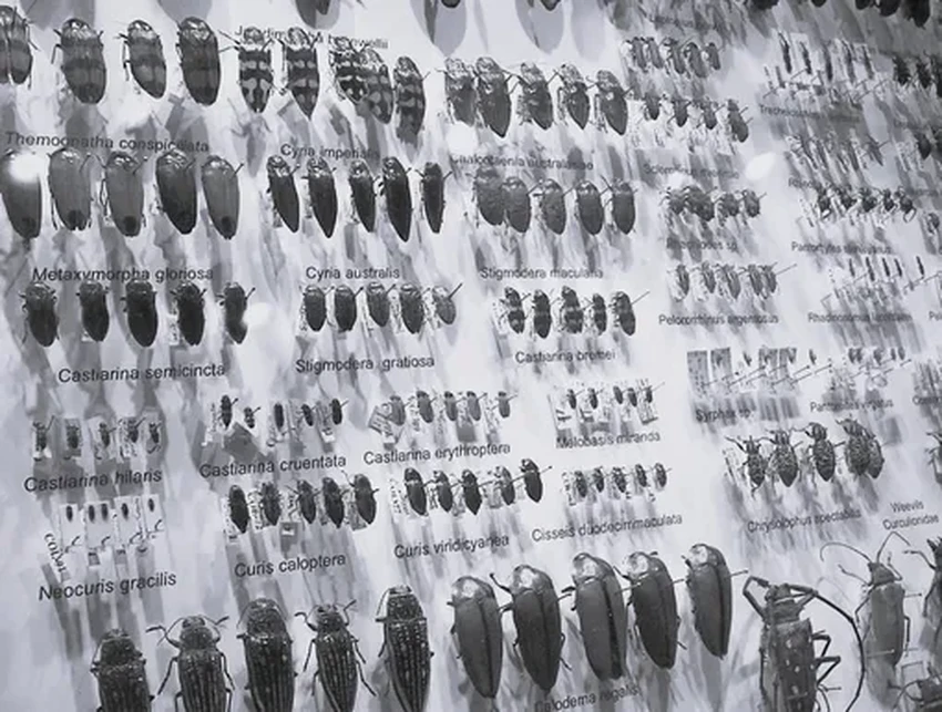 Как жуки стали актёрами: первый в мире режиссёр кукольной анимации