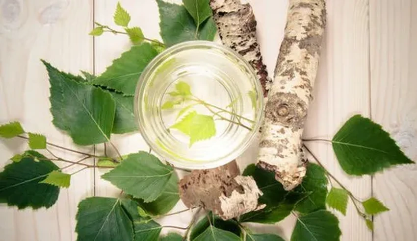 Берёзовый сок: честный гид по сбору и правда о советском напитке