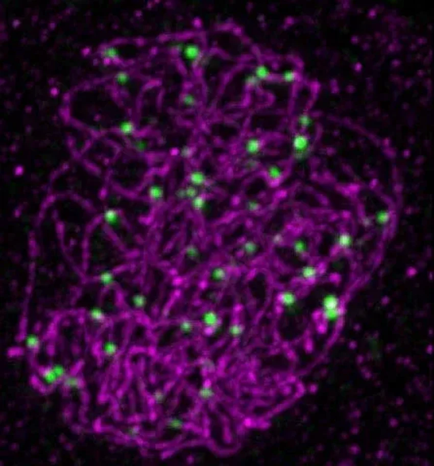 Разгадана вековая тайна мейоза: как генетика ограничивает разнообразие потомства