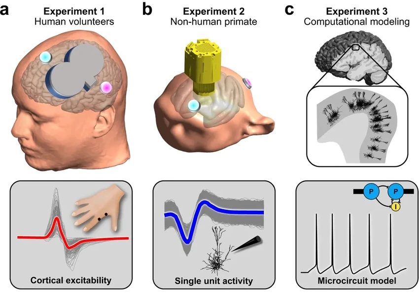 Магнитная стимуляция мозга может изменить наше поведение и память