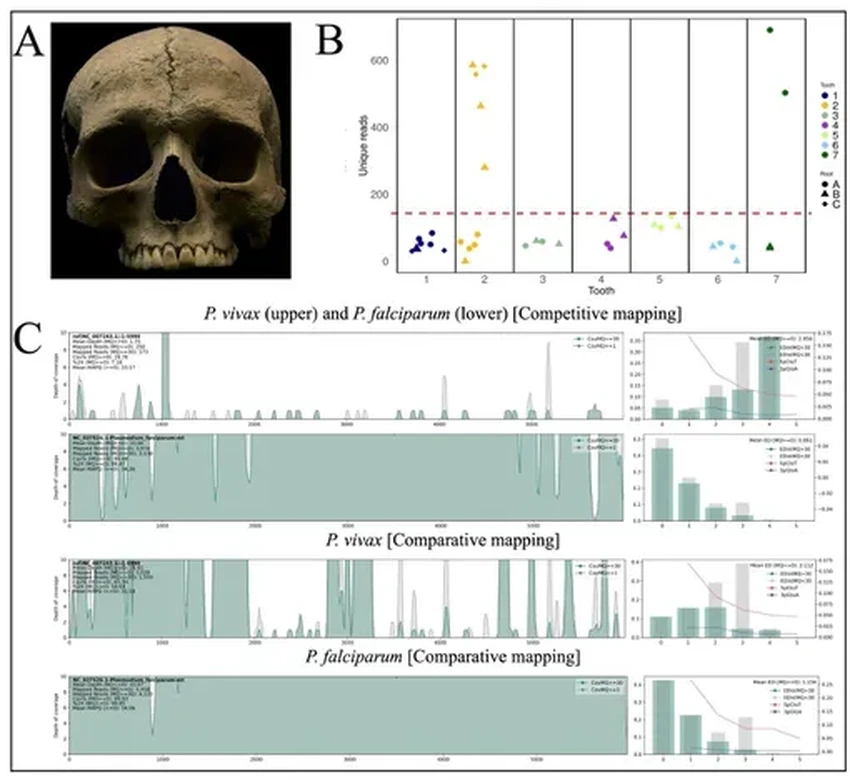 Из зубов римлянина извлекли древний геном малярии: что это открывает науке?
