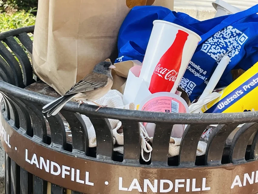 Пандемия меняет птиц: как клювы городских юнко выросли, а потом снова укоротились