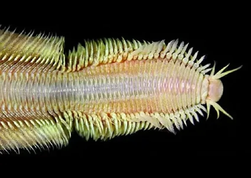 «Живой ковер-самолет»: новый вид червя найден у метановых выходов Коста-Рики