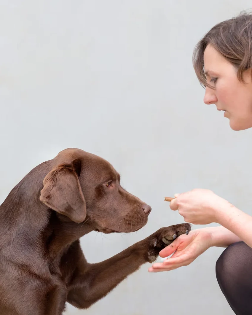 Почему лабрадоры всегда голодны? Виновата генная мутация, замедляющая метаболизм