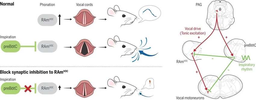 Почему мы не умеем разговаривать, вдыхая воздух?