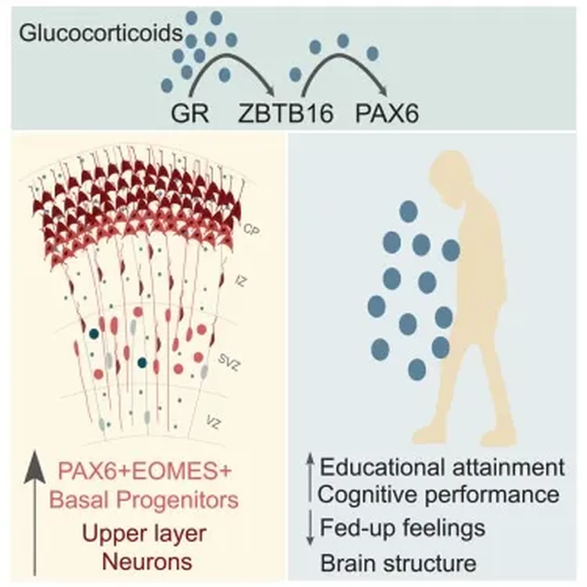 Неожиданная польза стресса: как ранние гормоны влияют на интеллект ребёнка