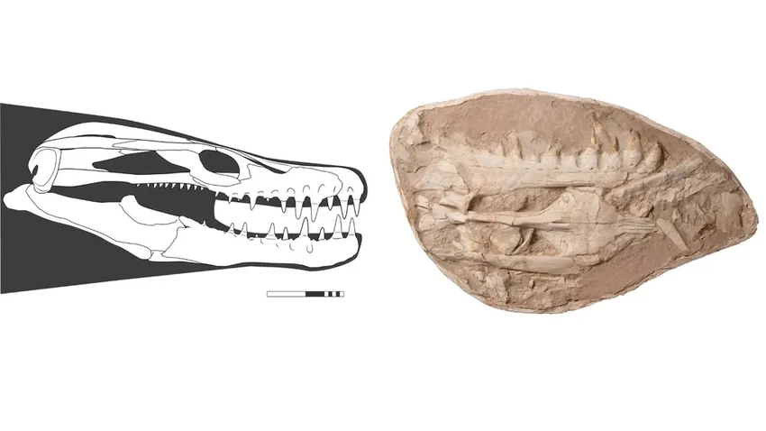 В Марокко нашли морского хищника с зубами-кинжалами