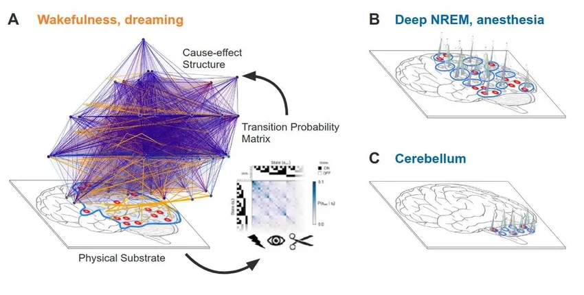 Новая теория сознания: враги или союзники?
