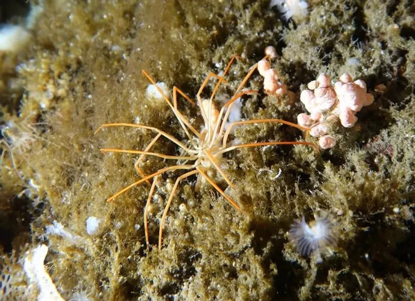 Тайна гигантских антарктических пауков: как они размножаются