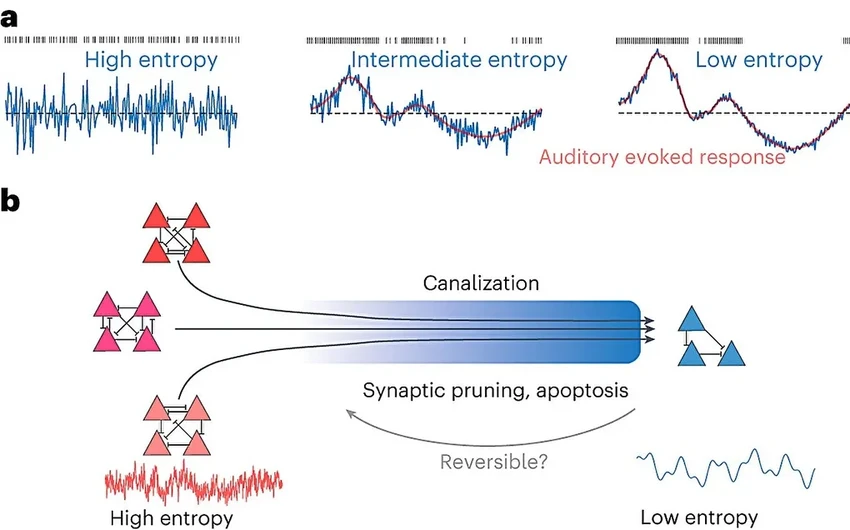 Почему мозг плода и младенца становится менее сложным по мере развития
