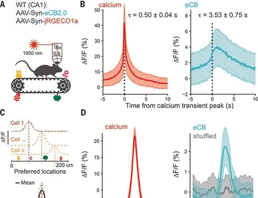 Ваш мозг — навигатор: как мы находим дорогу в пространстве