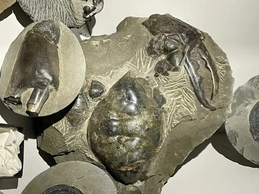 Гигантская ископаемая клешня краба: находка в Новой Зеландии возрастом 8,8 млн лет