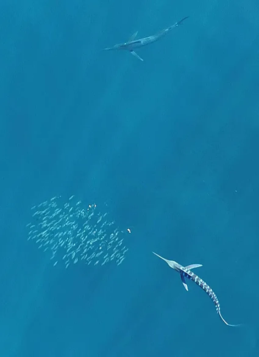 Почему копьеносцы вспыхивают перед атакой: секрет охоты самых быстрых рыб