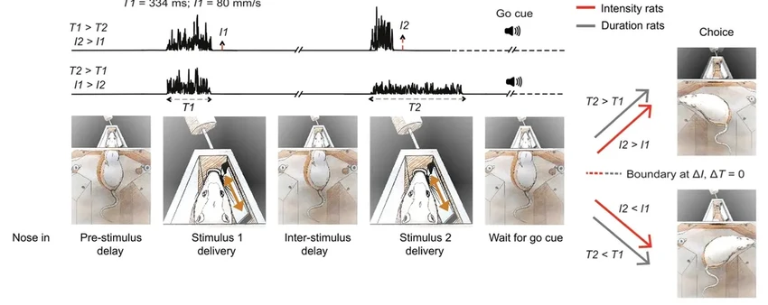 Как мозг чувствует время: открытие нейробиологов о связи времени и осязания