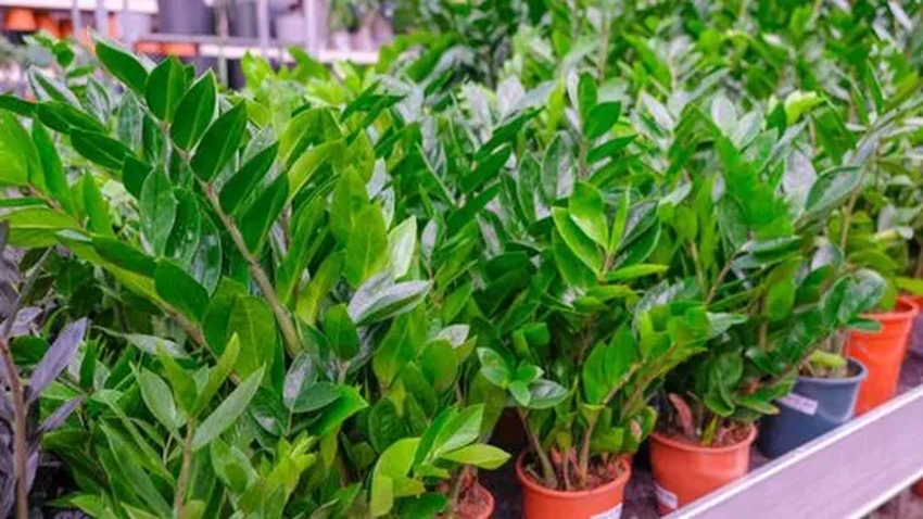 Опасные соседи: 10 популярных комнатных растений, ядовитых для людей и питомцев