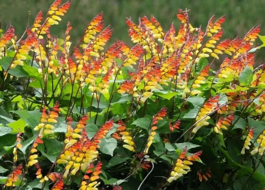 Запретная ипомея: почему дачный цветок могут приравнять к наркотикам