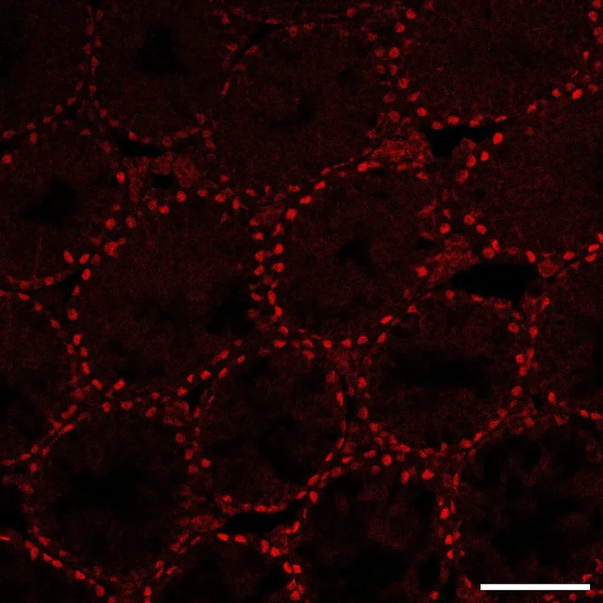 Лабораторные яички: как искусственные органы помогут в лечении бесплодия