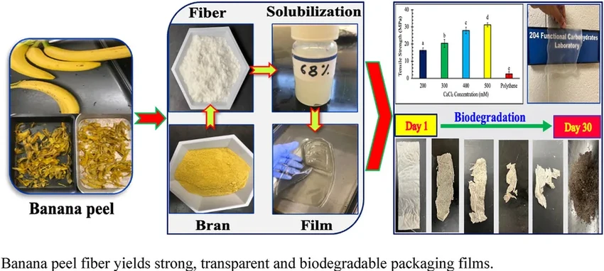 Банановая кожура вместо пластика: создана биоразлагаемая упаковка