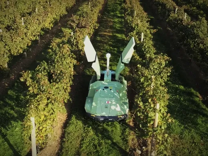 Икар для виноградников: ультрафиолет против плесени