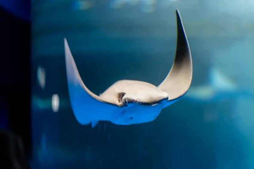 Удивительная беременность ската: отец — акула или «непорочное зачатие»?