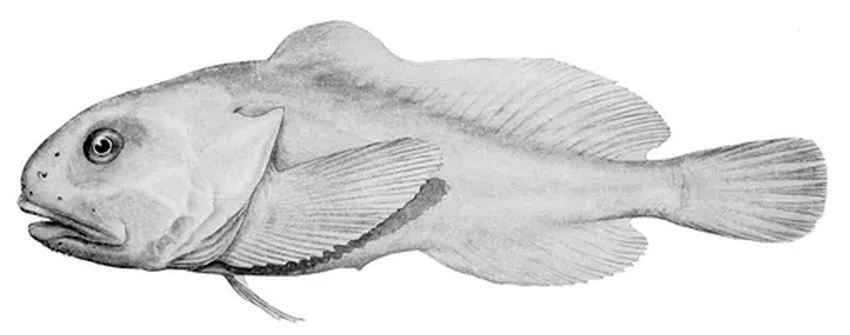 Рыба-капля: почему её назвали самым уродливым существом на Земле