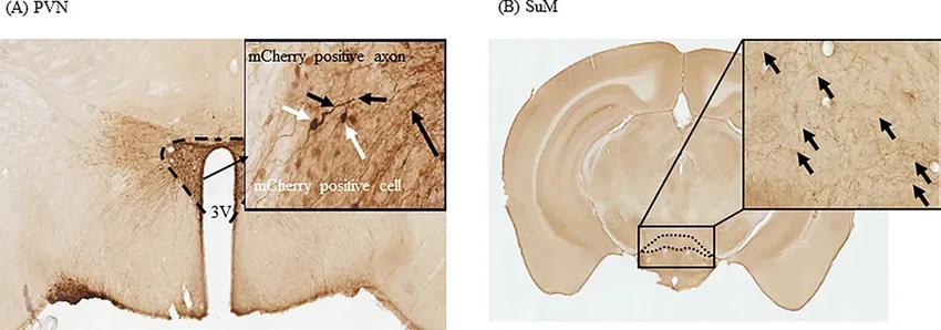 Окситоцин и память: как гормон общения защищает от забывчивости