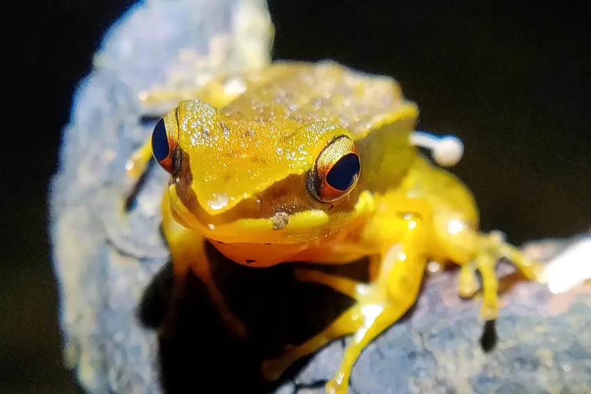 На живой лягушке вырос гриб: первый в мире случай