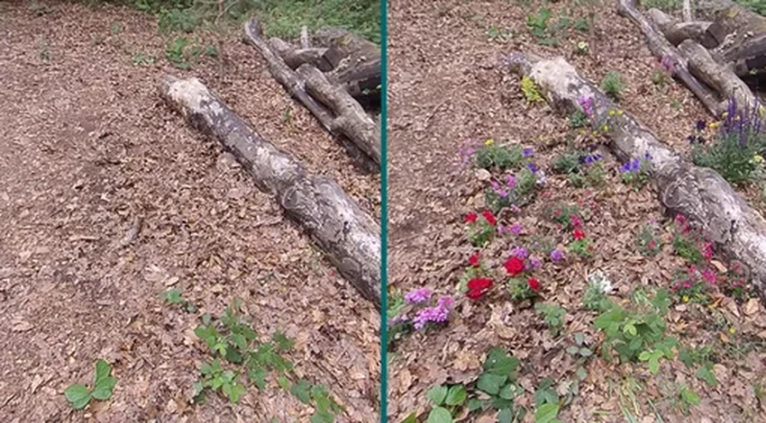 Цифровой лес: как видео с растениями снижает стресс и тревогу