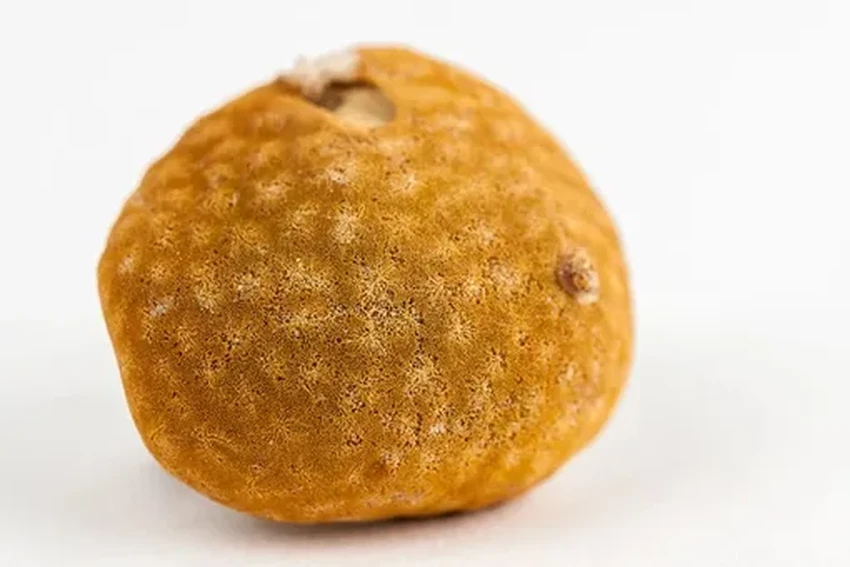 Губки-долгожители показали: порог в 1,5 °C потепления пройден