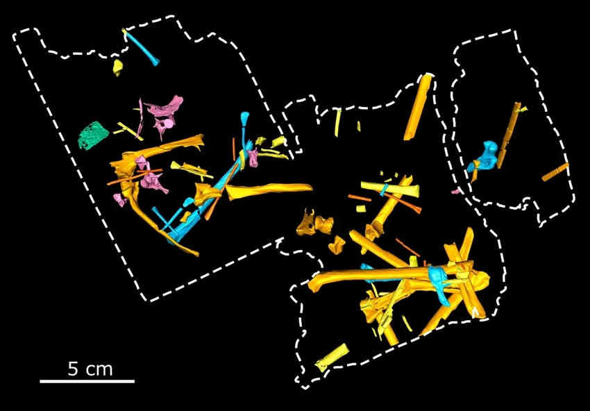 Новый вид птерозавра обнаружен на туманном острове Скай в Шотландии