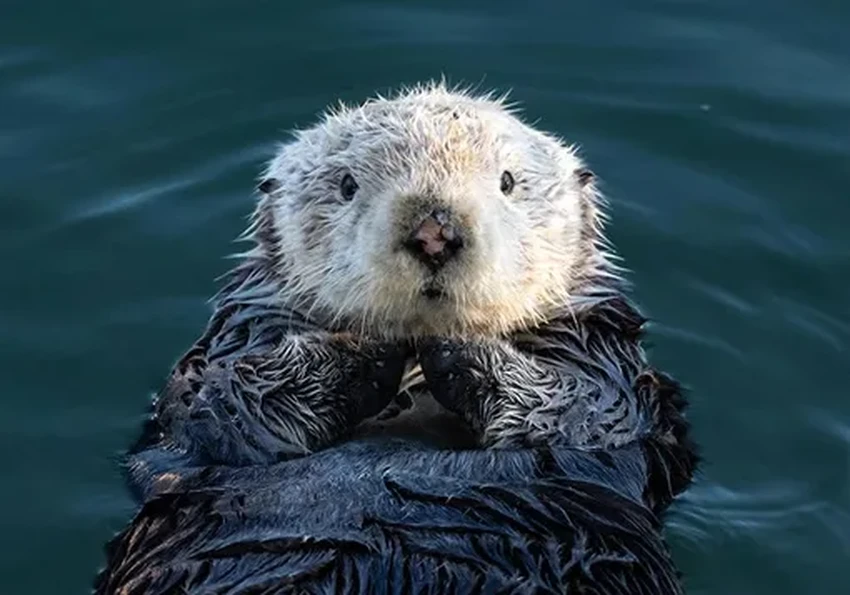 Каланы против эрозии: как морские выдры укрепляют калифорнийские берега