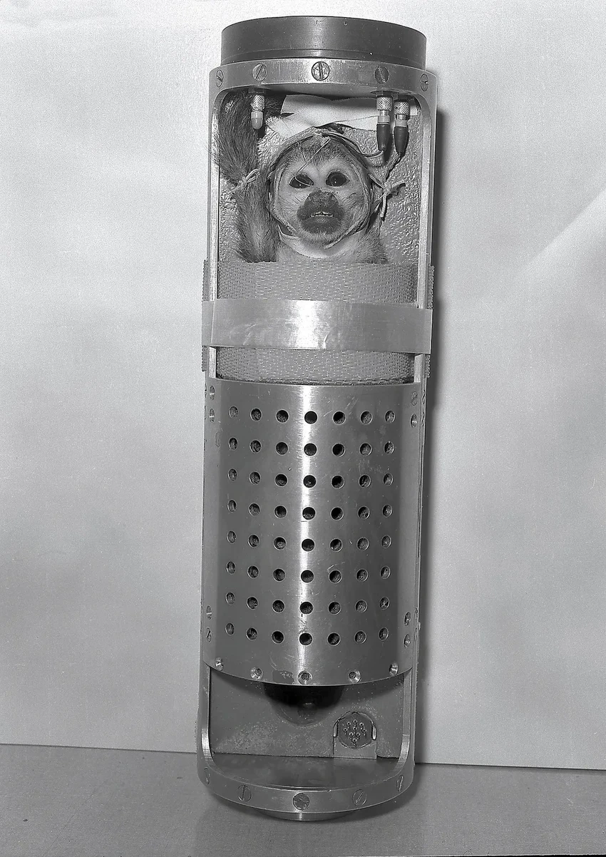 Забытые герои космоса: животные, которые летали на орбиту до человека