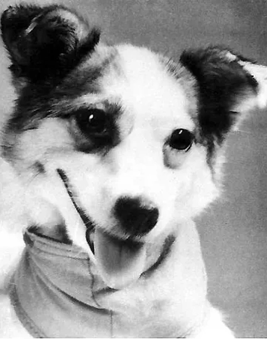 Забытые герои космоса: животные, которые летали на орбиту до человека