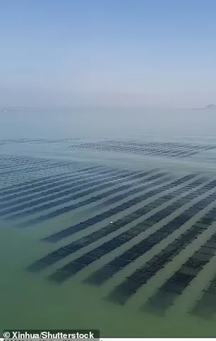 Морские водоросли как спасение от голода в случае ядерной зимы