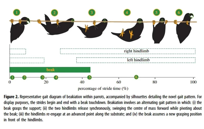 Попугаи раскачиваются клювом как обезьяны: удивительное видео и исследование