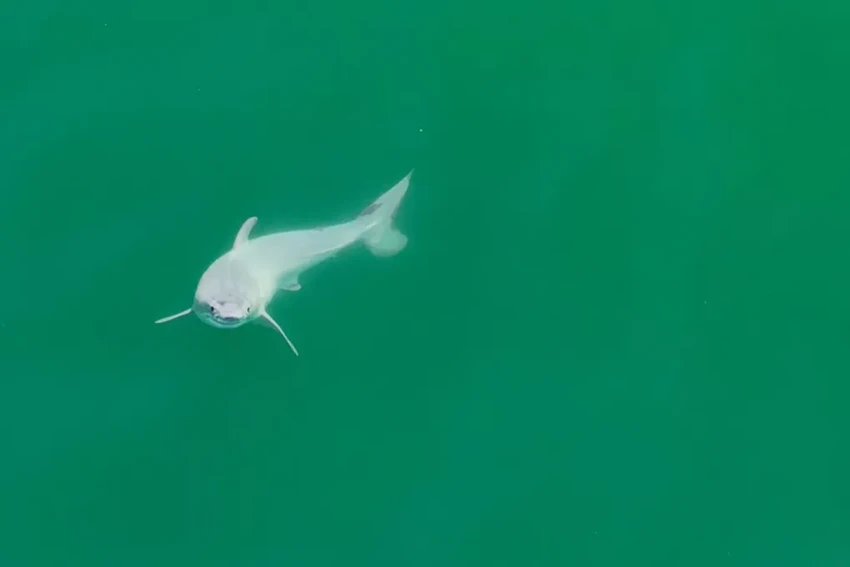 Впервые снят на видео новорожденный детеныш большой белой акулы