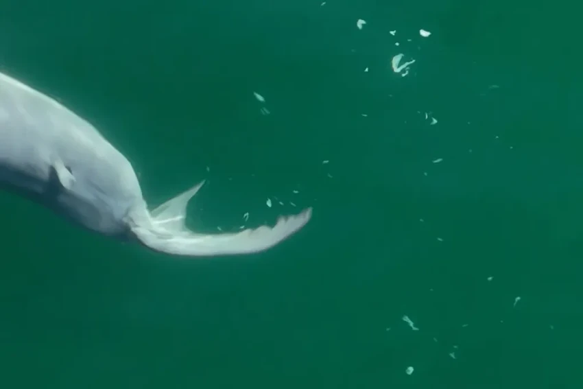 Впервые снят на видео новорожденный детеныш большой белой акулы