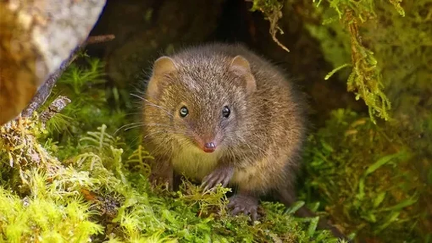 Смертельный брачный сезон: почему самцы антехинусов умирают после спаривания?