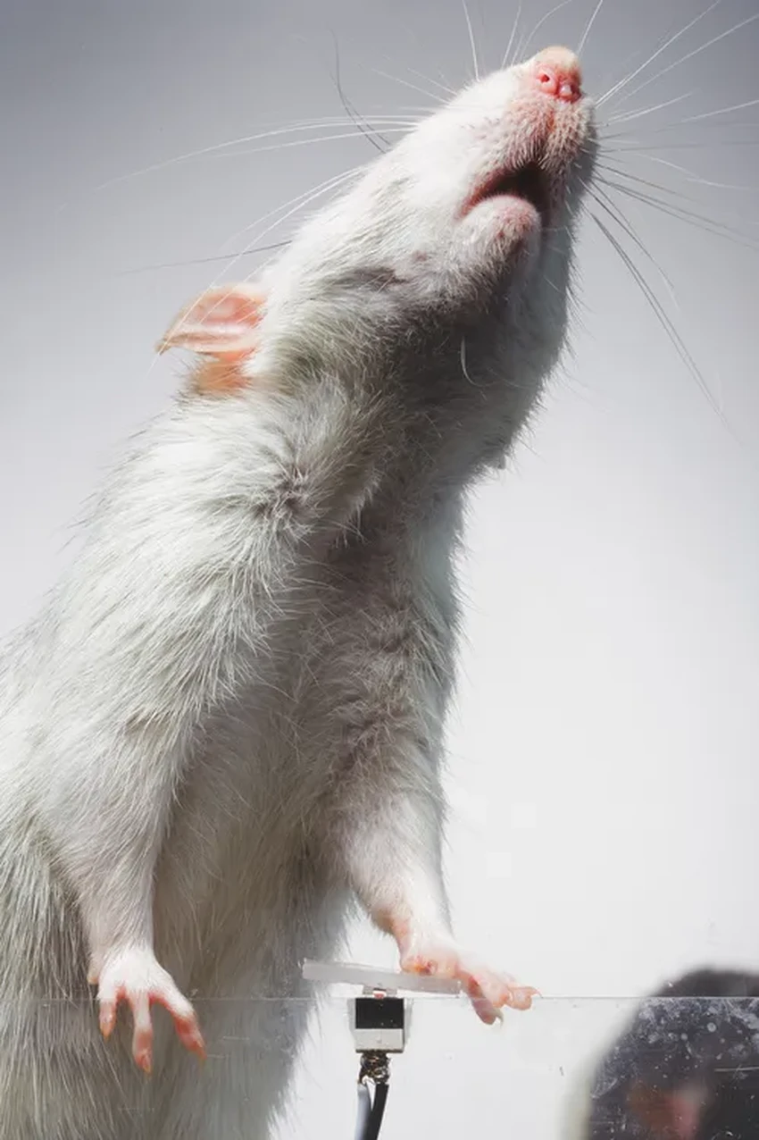 Крысы-блогеры: как грызунов научили делать селфи без награды