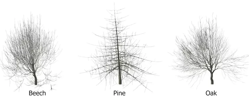 Как моделируют рост деревьев: новая технология создания 3D-леса