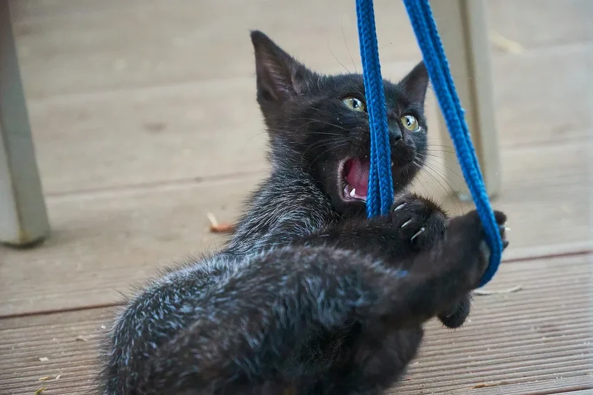 10 редких признаков, что поведение вашей кошки – ненормально