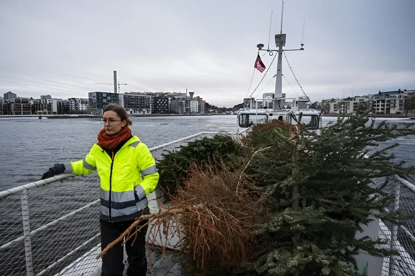 Зачем в Швеции после праздников топят рождественские елки в водоемах