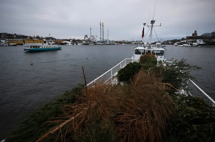 Зачем в Швеции после праздников топят рождественские елки в водоемах