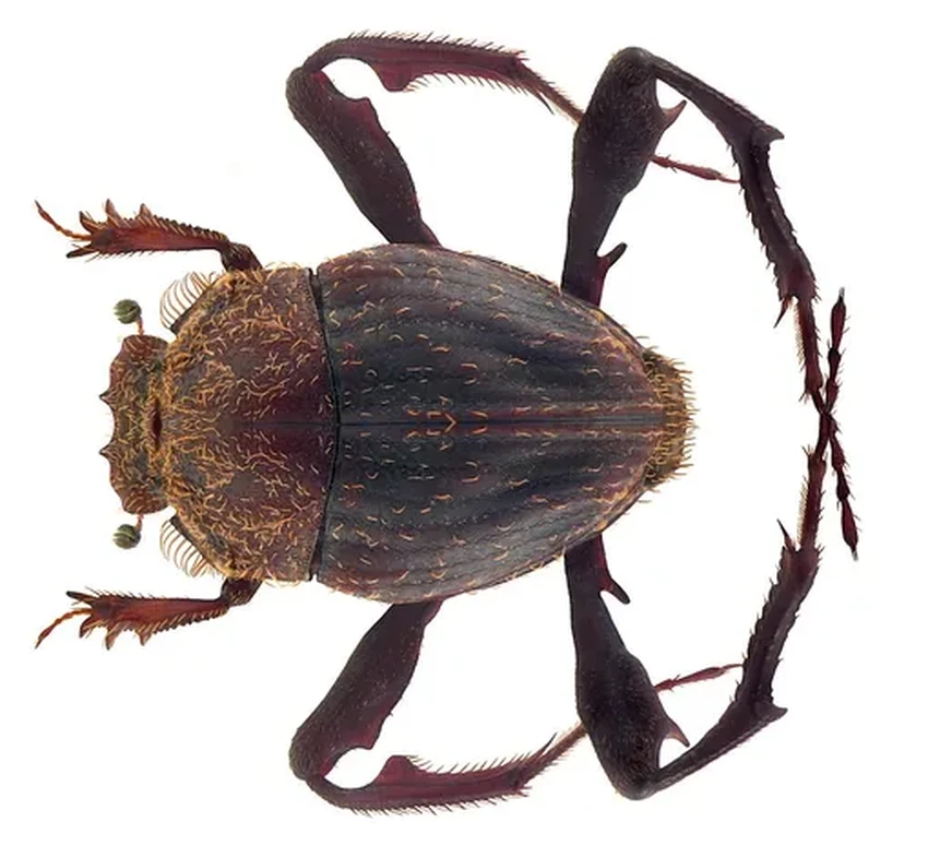 Навозные жуки катят навоз вместе: уникальное сотрудничество в мире насекомых