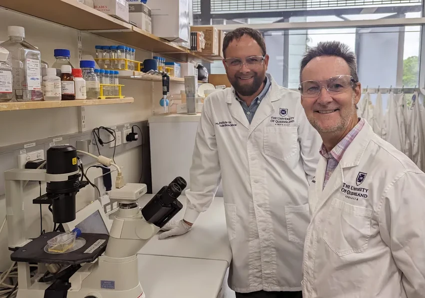 Яд австралийского паука для защиты сердца: готовятся клинические испытания на людях