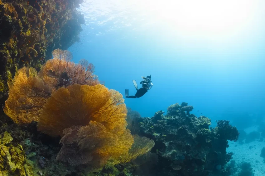 На дне океана нашли грибы, которые могут создать новый пенициллин