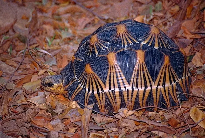 Победители в гонке за вечность: кто живет на Земле тысячи лет